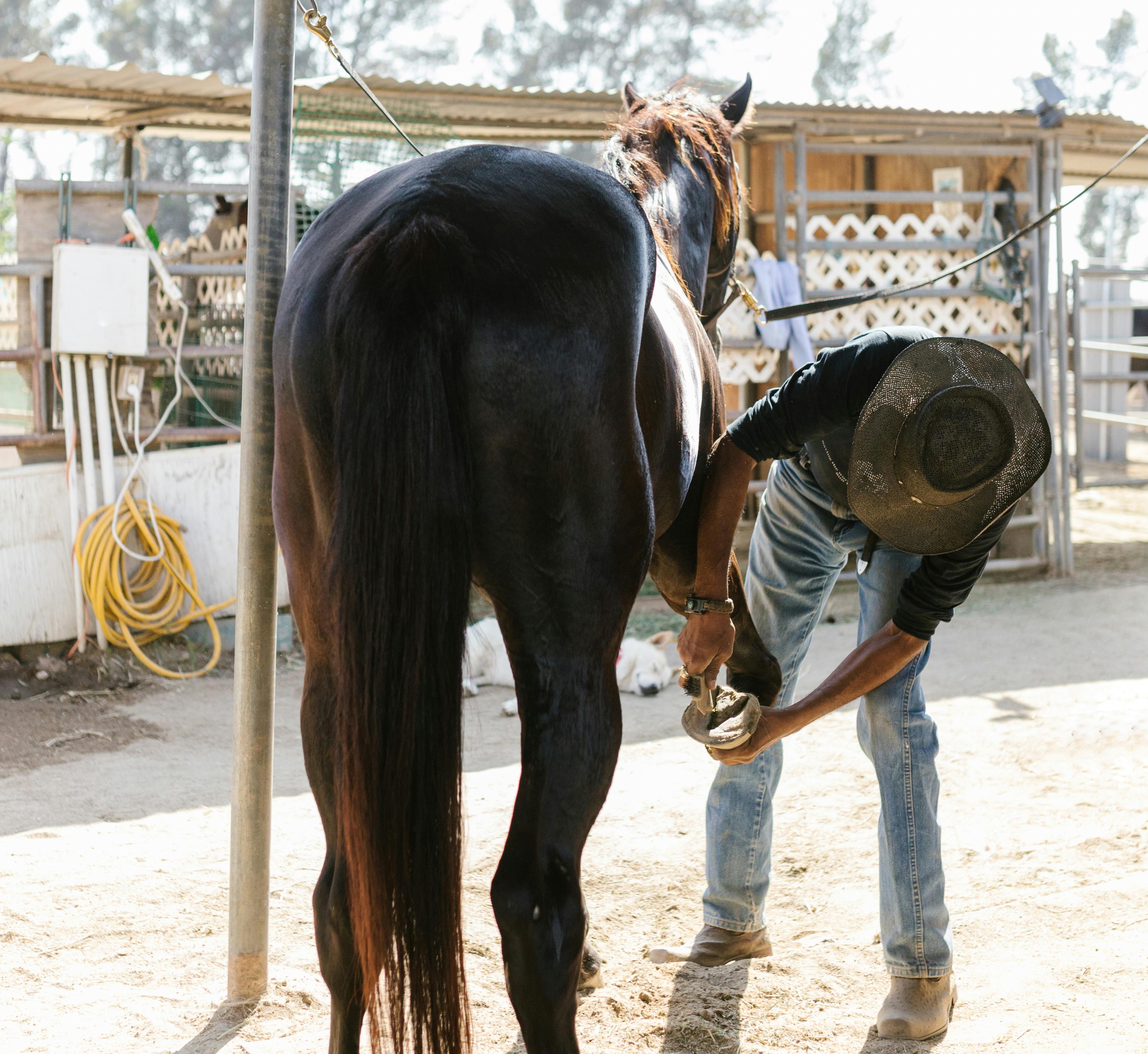 Señales de que hay que cambiar o ajustar las herraduras
